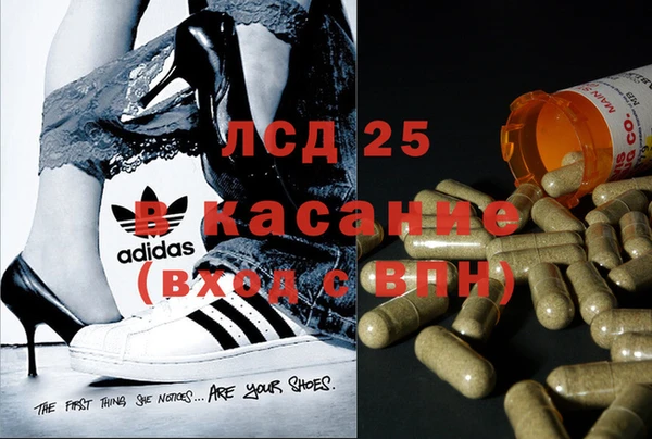PSILOCYBIN Бородино